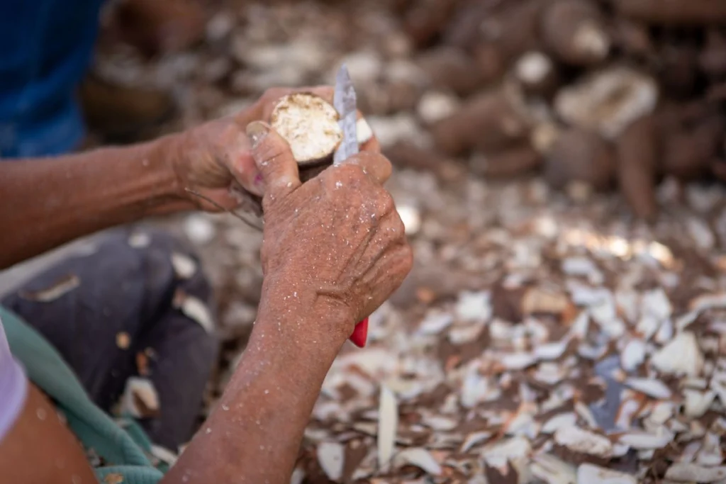 Mains épluchant des racines de manioc après la récolte