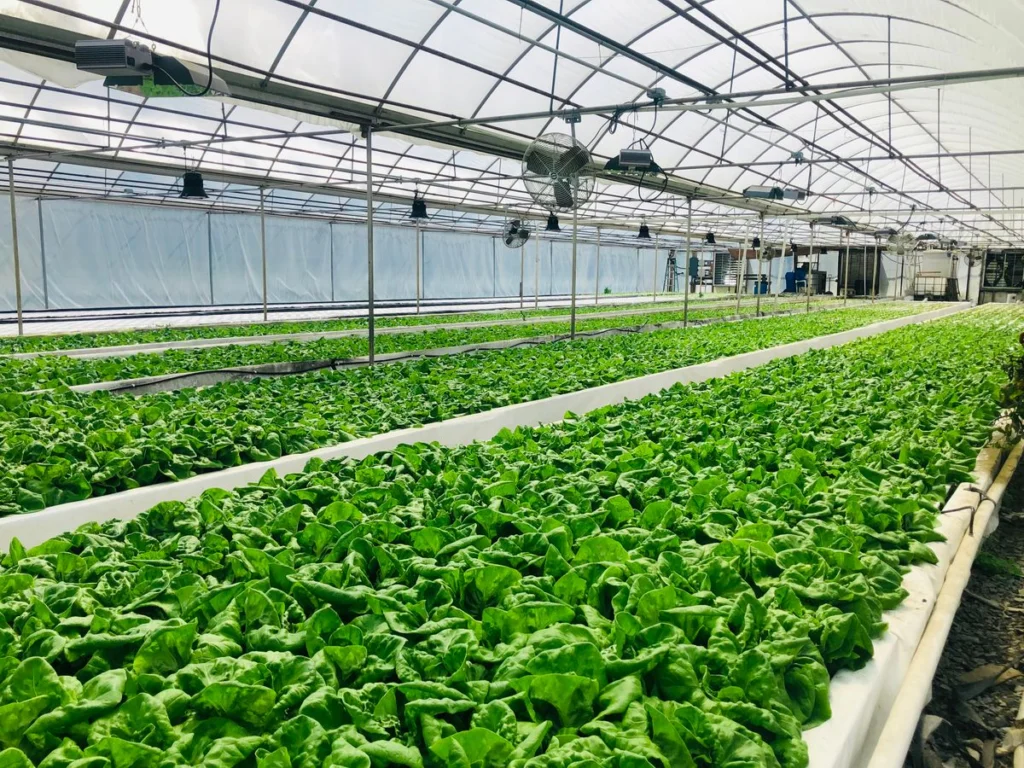 Rangées de cultures hydroponiques dans une serre de production