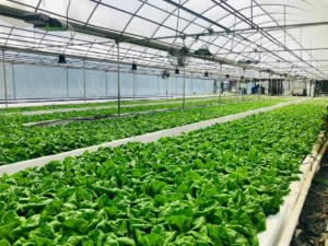 Installer une culture hors sol sous serre tunnel : sacs, goutteurs et drainage