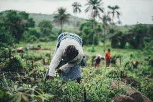 Agriculture au Cameroun, au Sénégal et en Côte d&rsquo;Ivoire : chiffres clés, filières et enjeux en 2026