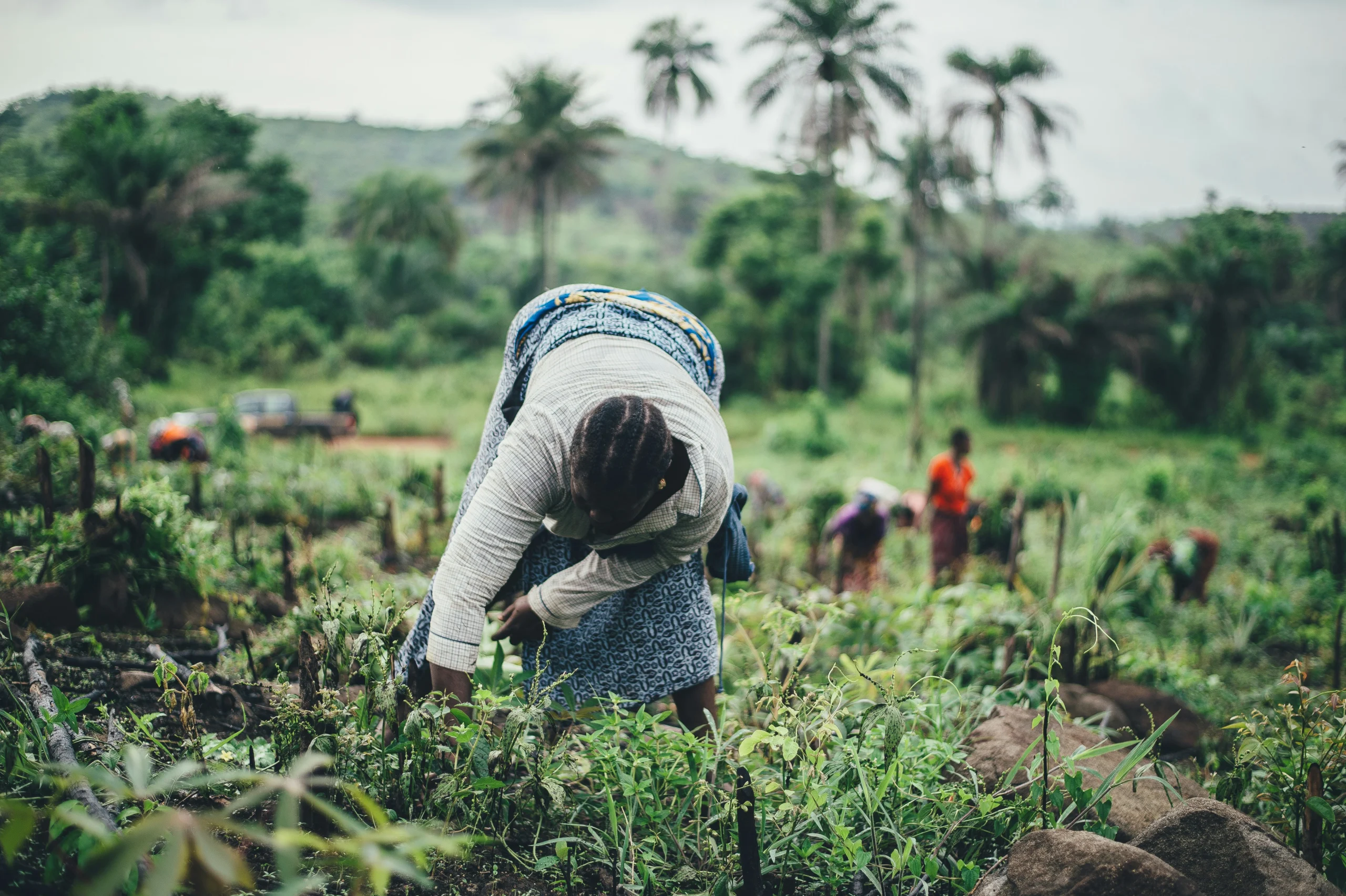 Femmes cultivant le manioc en Afrique de l'Ouest, illustration de l'agriculture familiale, moteur des filières vivrières