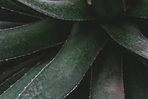 How to grow aloe vera: complete guide from propagation to harvest 2026