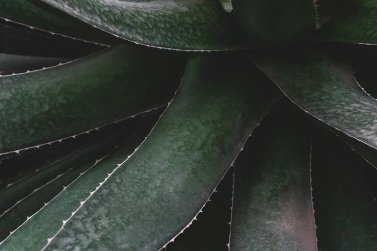 How to grow aloe vera: complete guide from propagation to harvest 2026