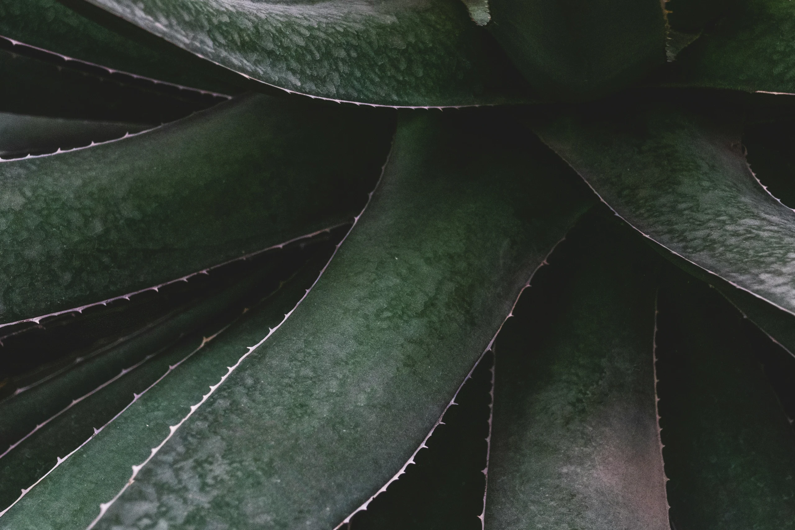 Close-up of a mature aloe vera plant showing thick fleshy leaves with white spots and serrated edges