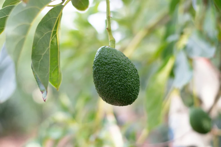 How to Grow an Avocado from Seed: From Pit to Fruiting Tree (2026 Guide)