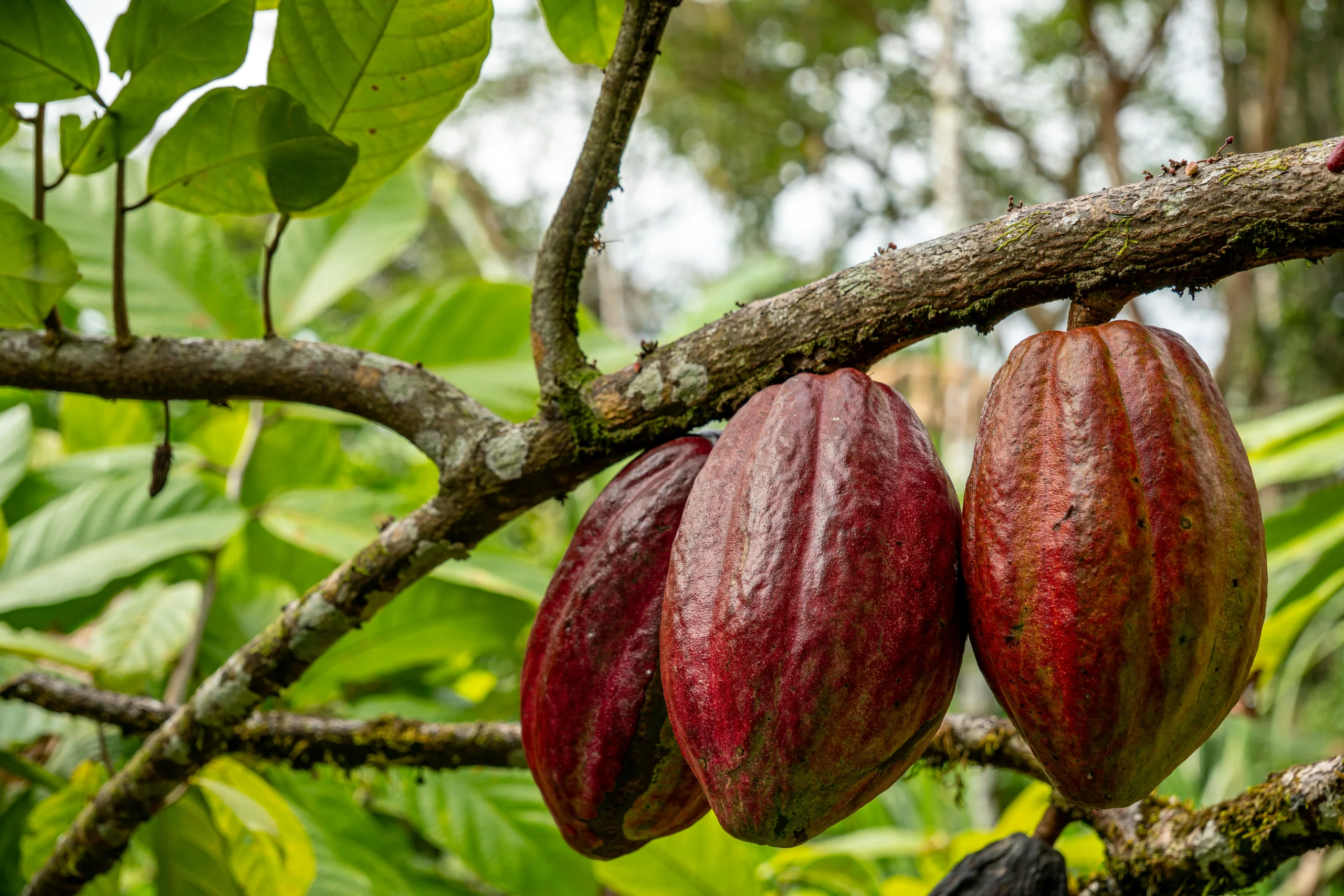 Cabosses de cacao sur l'arbre, culture phare de la Côte d'Ivoire, premier producteur mondial avec 40% de la production