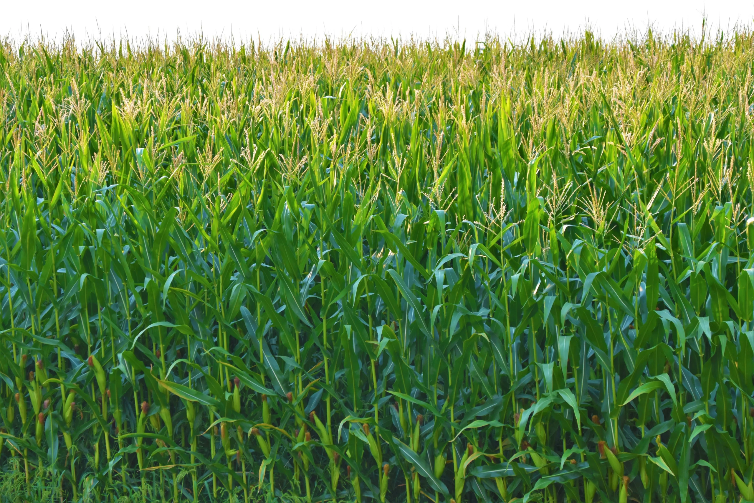 Champ de maïs en croissance, culture principale bénéficiant de la fertilisation NPK en Afrique de l'Ouest