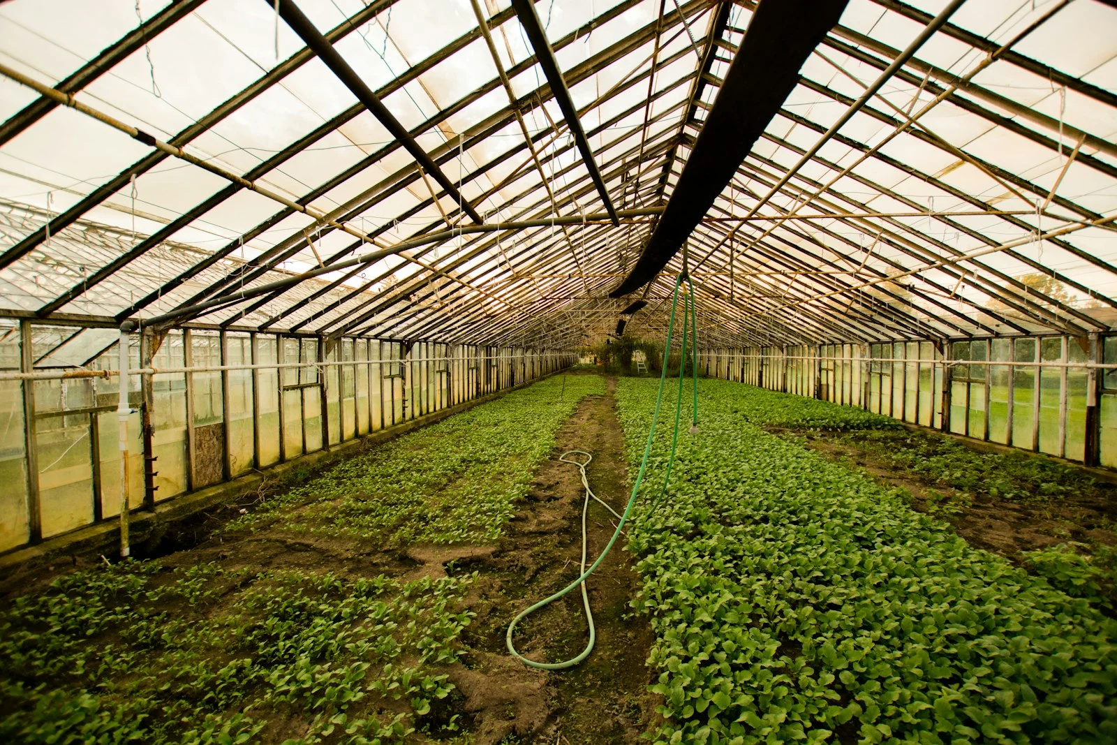 Culture maraîchère sous serre agricole, solution clé pour l'horticulture des Niayes sénégalaises et la contre-saison