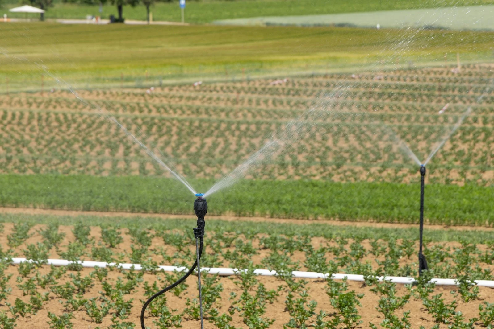 Vegetable crops under modern irrigation, a key modernisation lever for Cameroonian farms