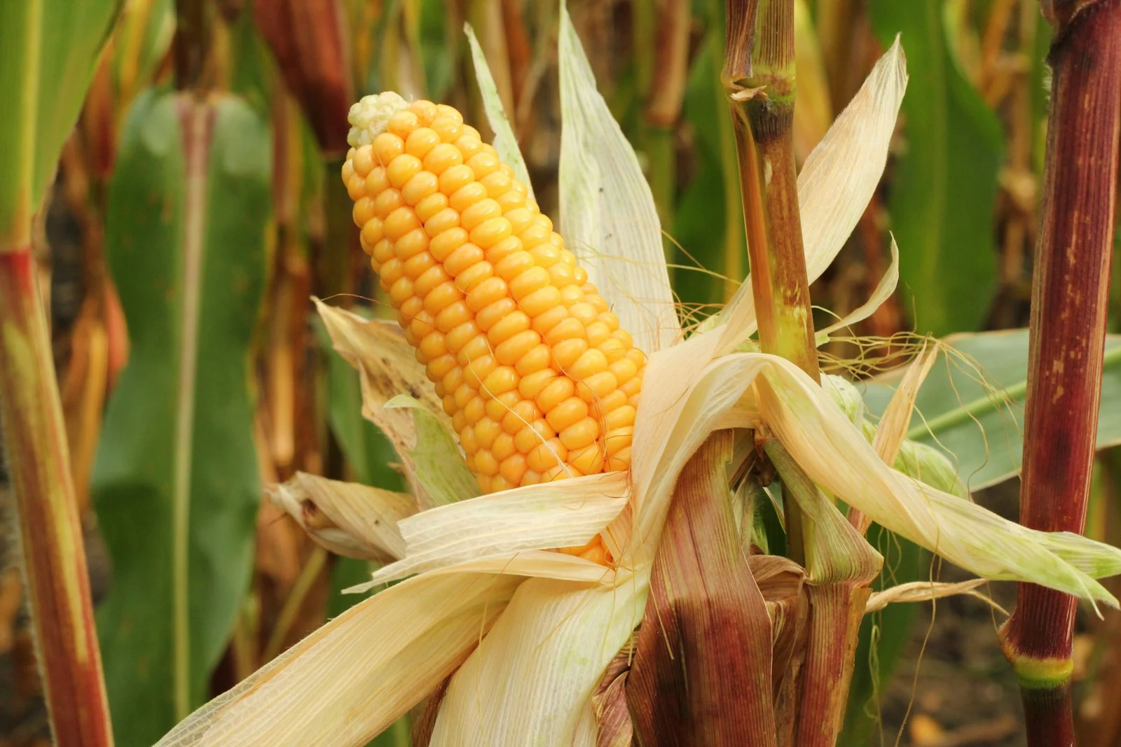 Épi de maïs mûr, culture vivrière majeure au Cameroun avec 2,36 millions de tonnes produites en 2023