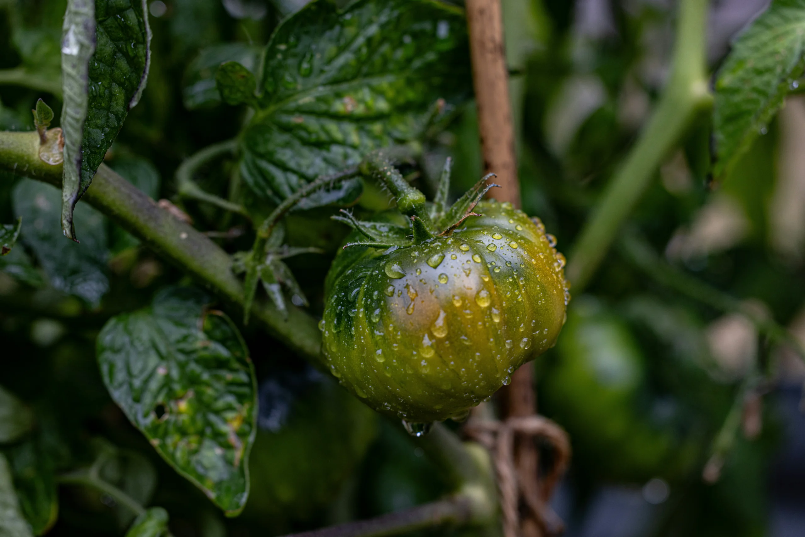 Plant de tomate avec gouttes d'eau sur les feuilles, condition idéale pour le développement du mildiou (Phytophthora infestans)