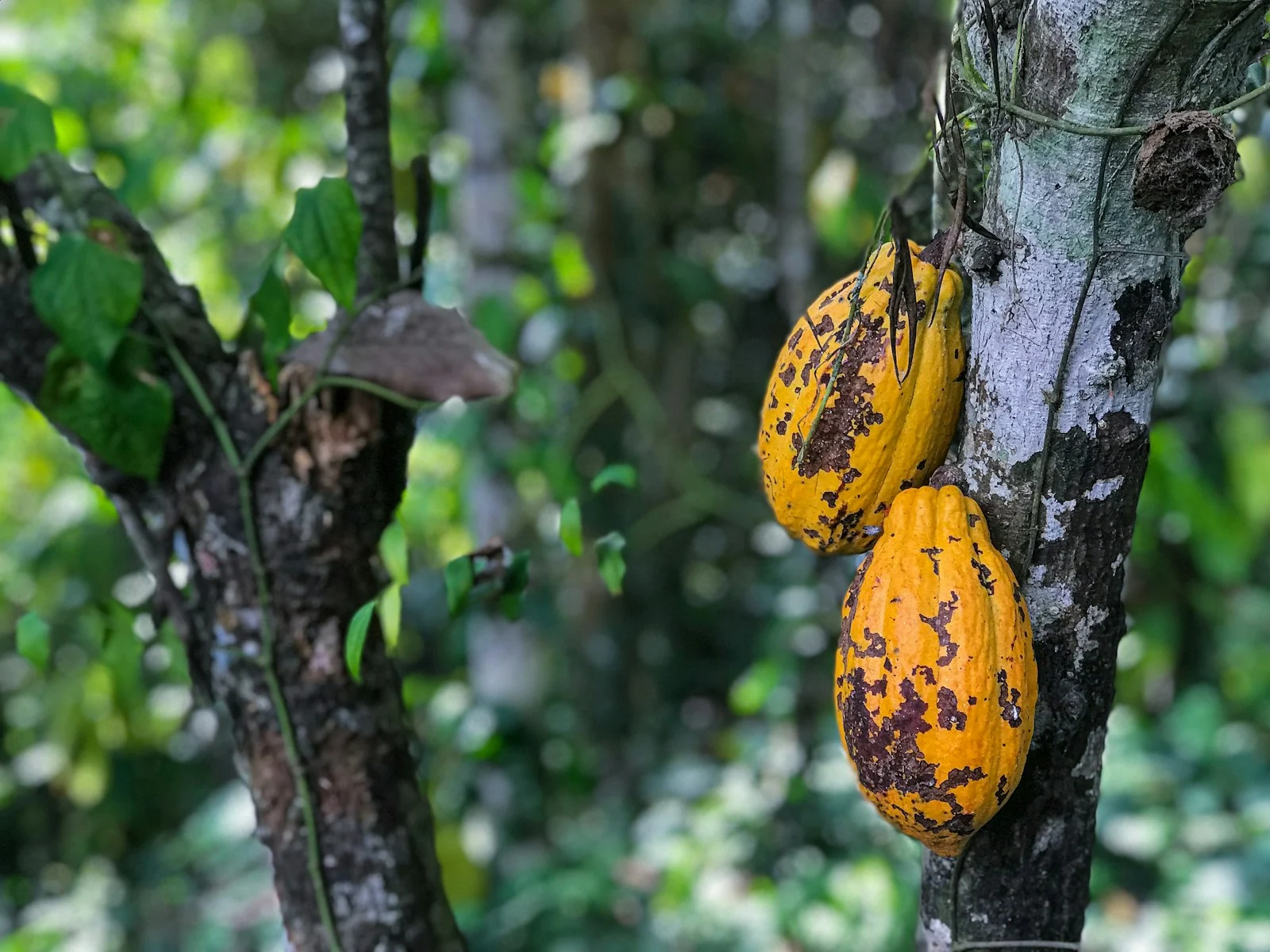 Fèves de cacao séchées prêtes à l'exportation, filière génératrice de 40 % des recettes d'exportation ivoiriennes