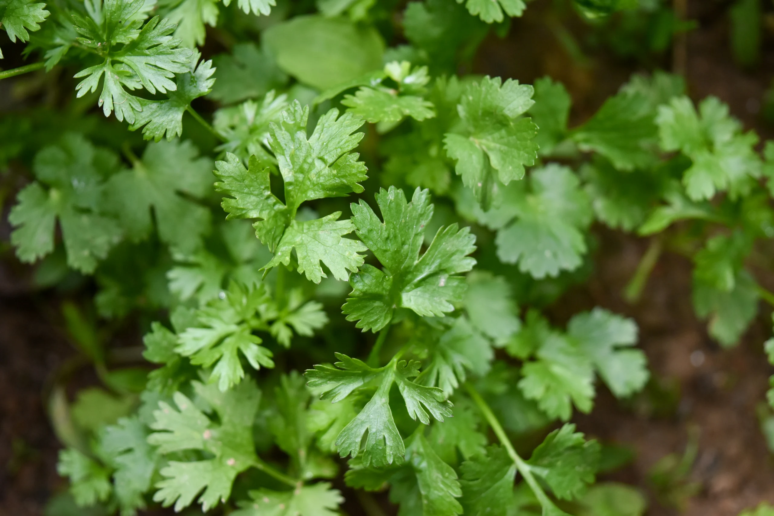 Fresh green cilantro leaves growing in a kitchen garden, the classic herb used in Mexican, Indian, Thai and West African cooking