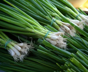 Comment cultiver des oignons verts : guide complet 2026
