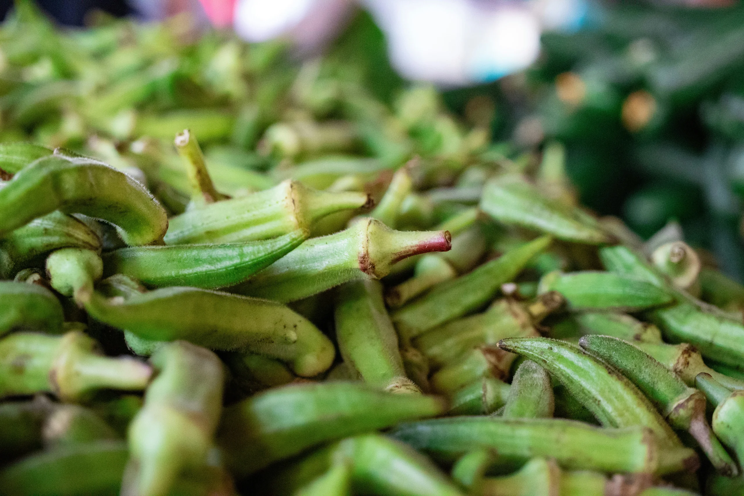 Fresh green okra pods, also known as gombo, ladies fingers, or bhindi, a heat-loving crop harvested every 2-3 days