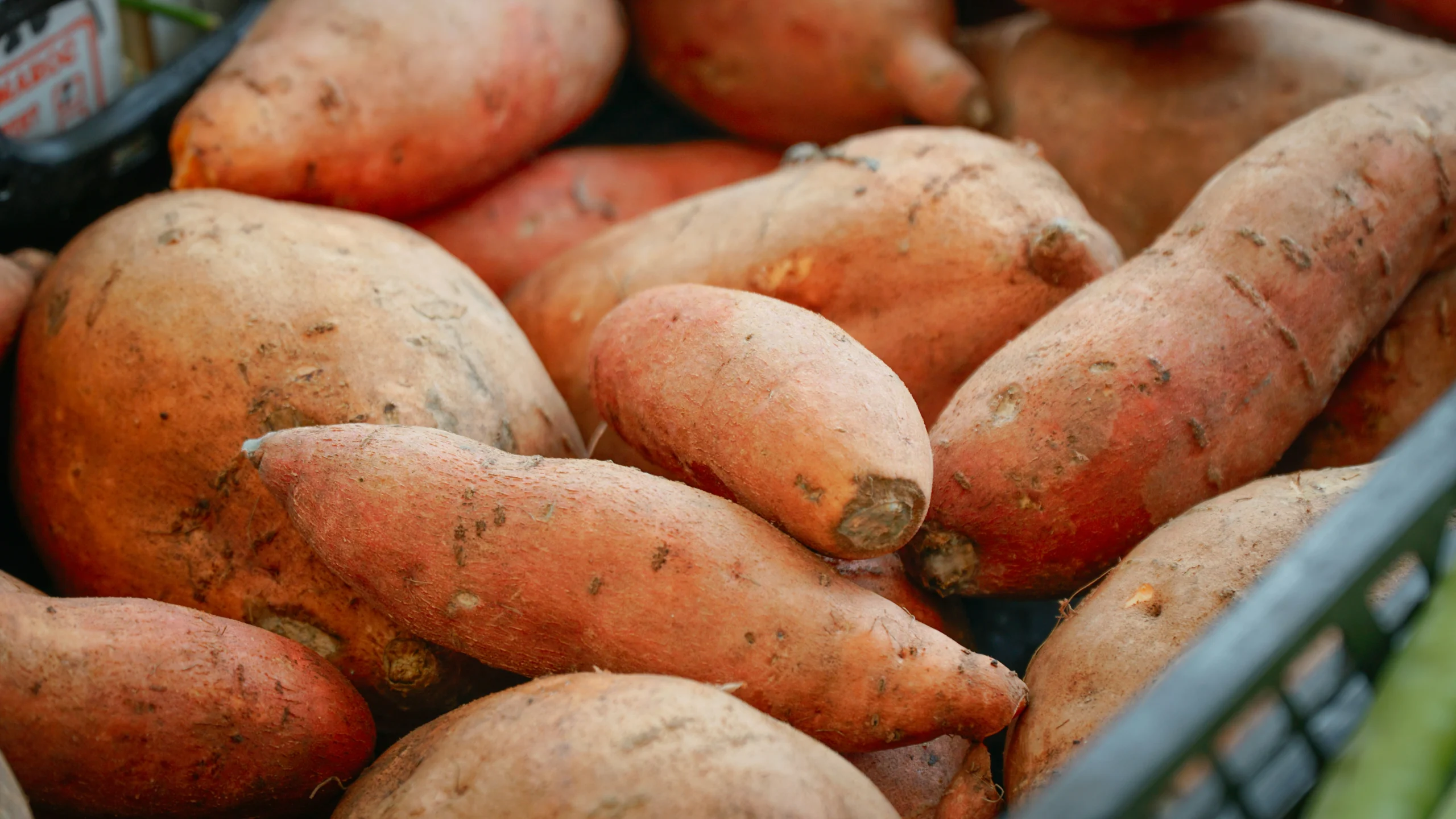Fresh harvested sweet potatoes showing the vibrant orange flesh, a highly productive root crop for tropical and subtropical growers