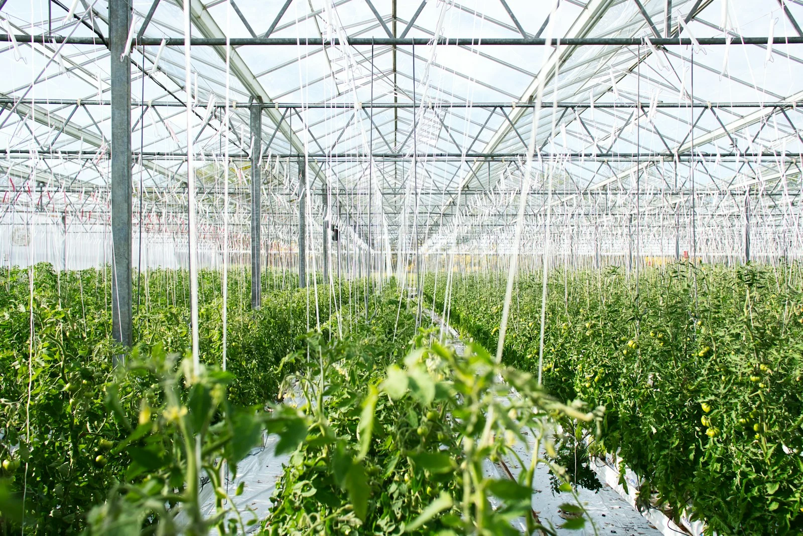 Plants maraîchers sous irrigation par goutte-à-goutte, solution adaptée à l'horticulture ivoirienne et à l'ananas