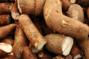 Culture du manioc en Afrique : fiche technique, rendement et rentabilité en 2026