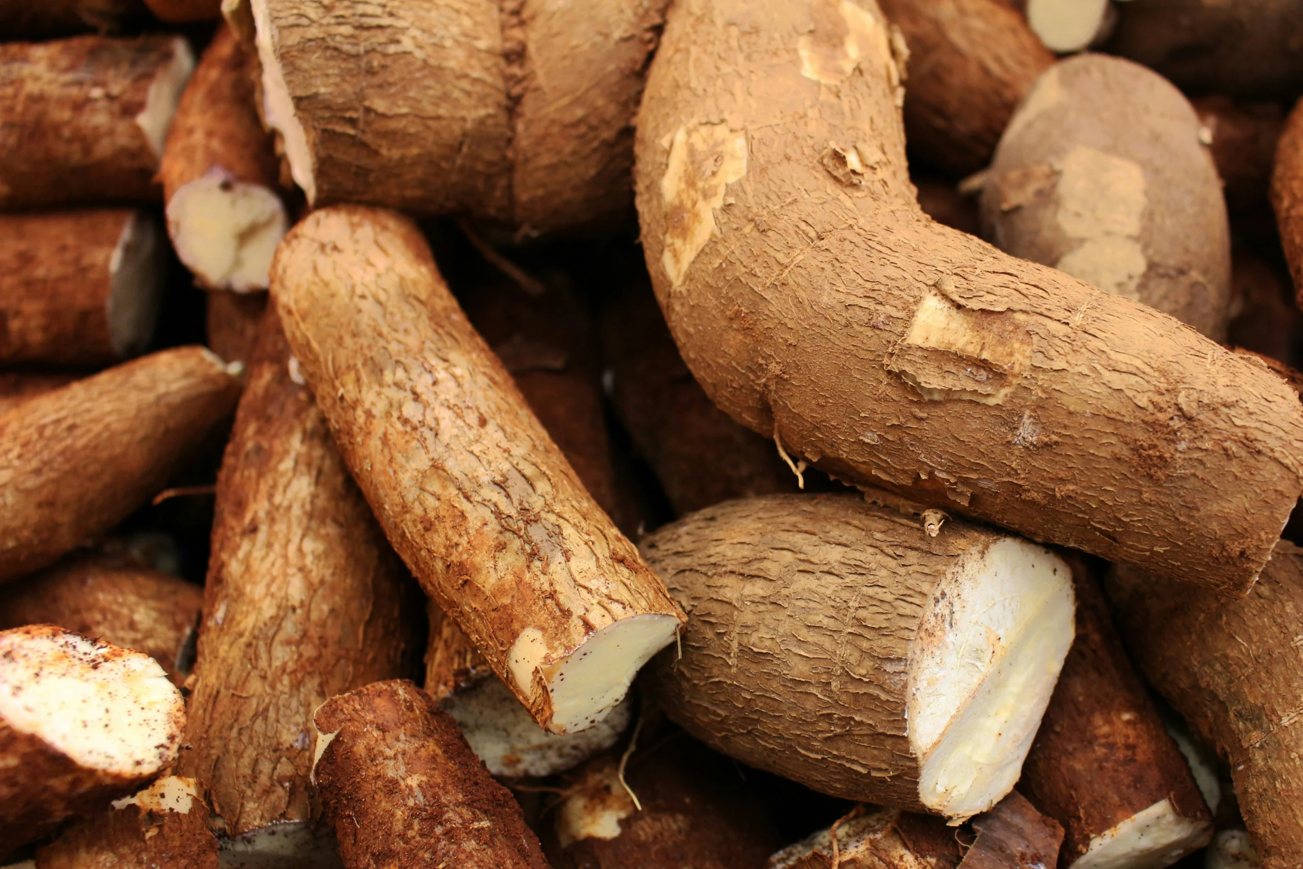 Racines de manioc fraîchement récoltées, cultivées en Afrique tropicale pour la production de farine, fufu et gari