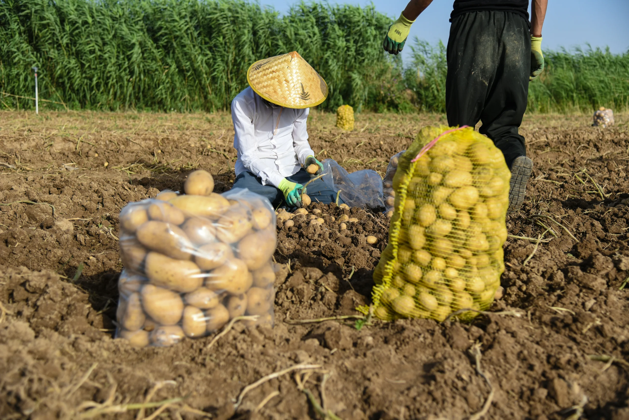 Récolte de pommes de terre au champ, culture d'altitude productive avec un rendement moyen de 25 à 60 tonnes par hectare