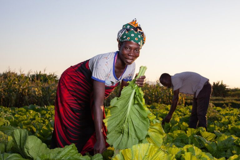 Market Gardening in Africa: Profitable Crops, Techniques and Costs in 2026