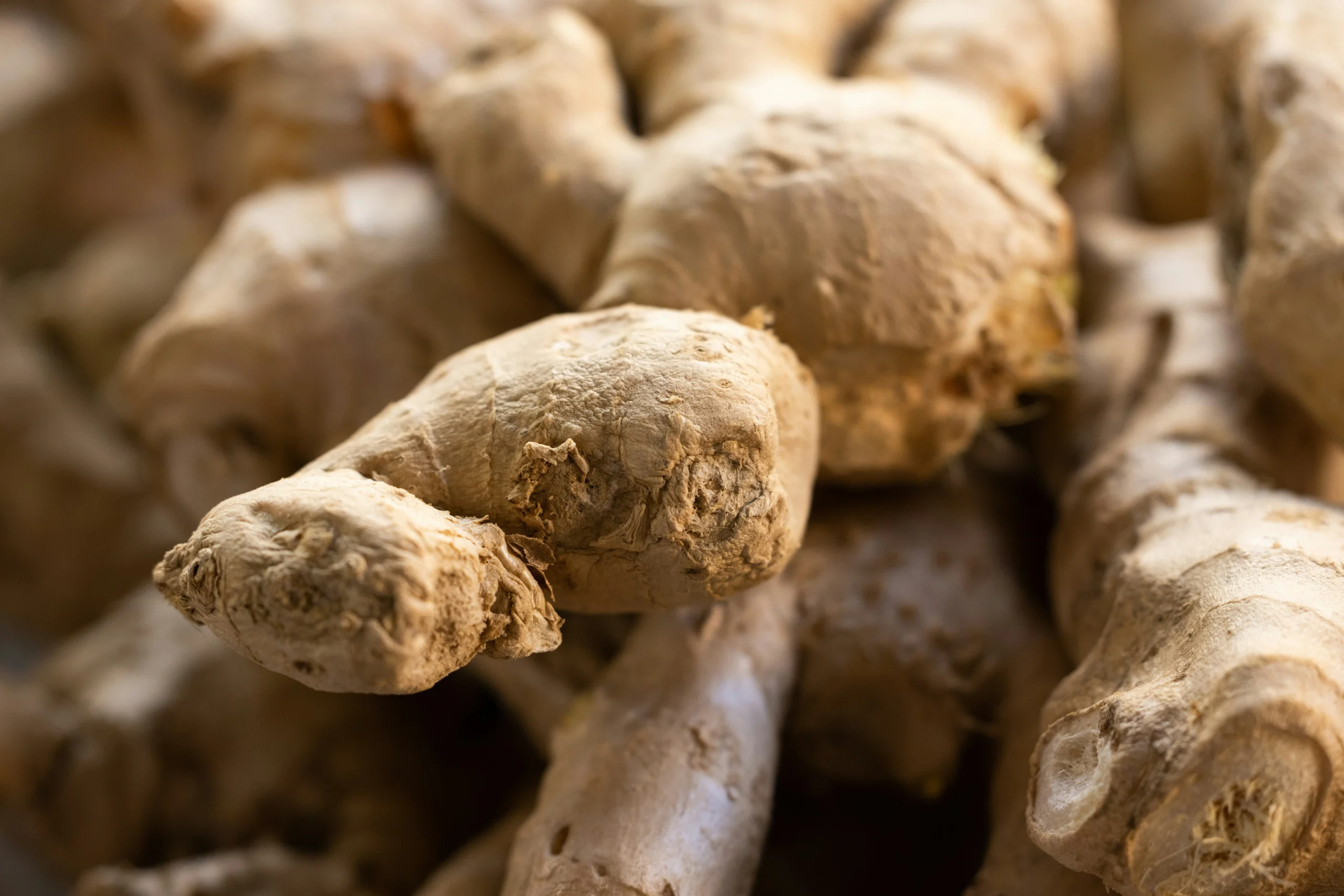 Rhizomes de gingembre frais, culture d'exportation à haute valeur en Côte d'Ivoire et en Afrique de l'Ouest