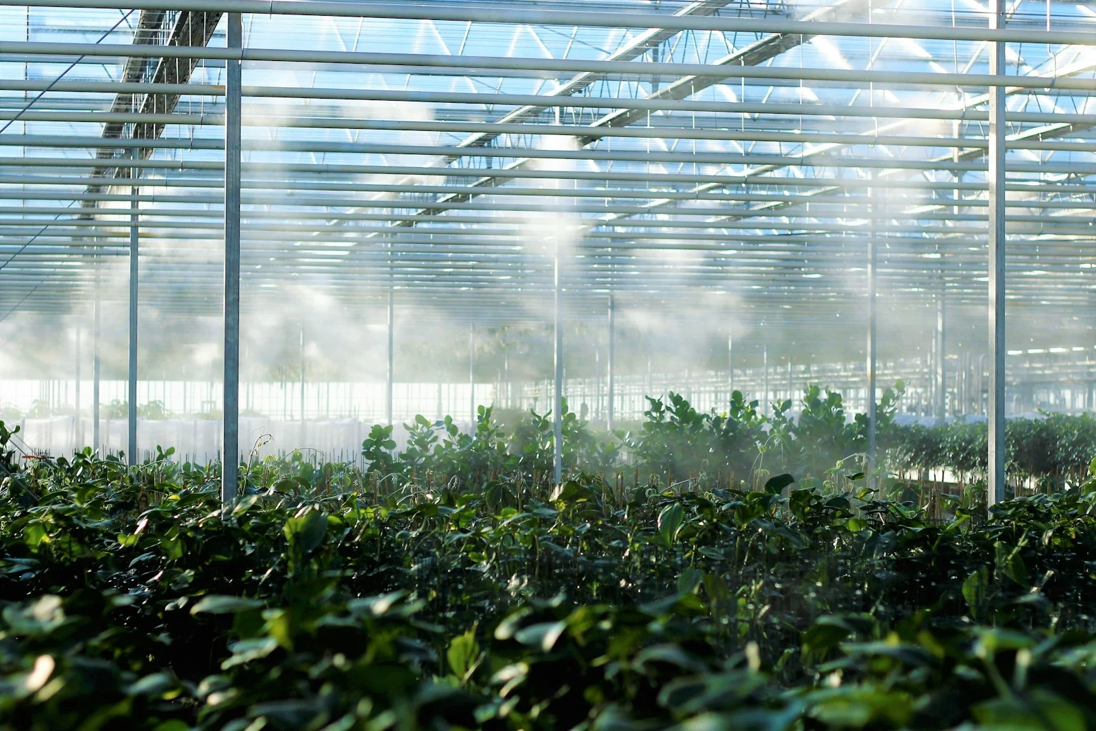 Serre agricole en pleine production maraîchère, levier de modernisation clé pour l'agriculture urbaine et péri-urbaine