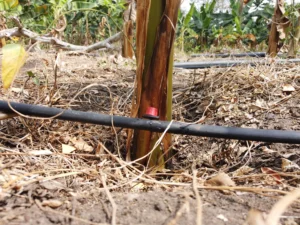 Système d'irrigation goutte à goutte : coûts, installer