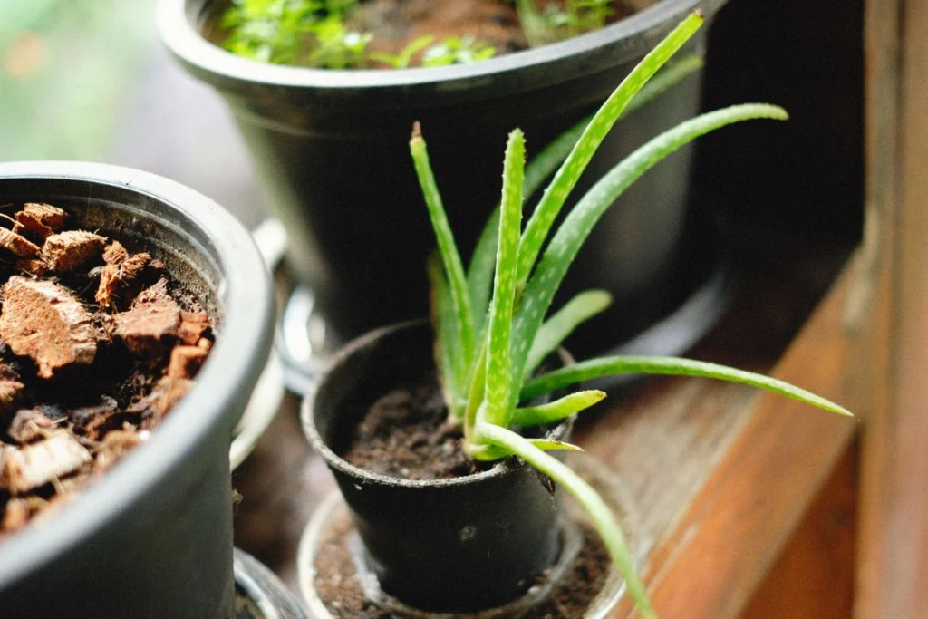 Comment cultiver l&rsquo;aloe vera : guide complet de la multiplication à la récolte 2026