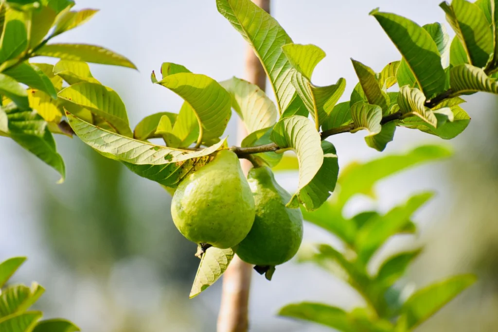 Comment faire du jus de goyave : recette, bienfaits et astuces de pro 2026