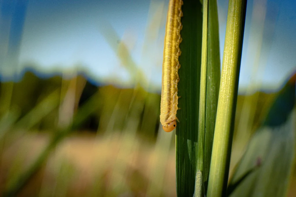 Fall armyworm (Spodoptera frugiperda): an integrated pest management plan for maize