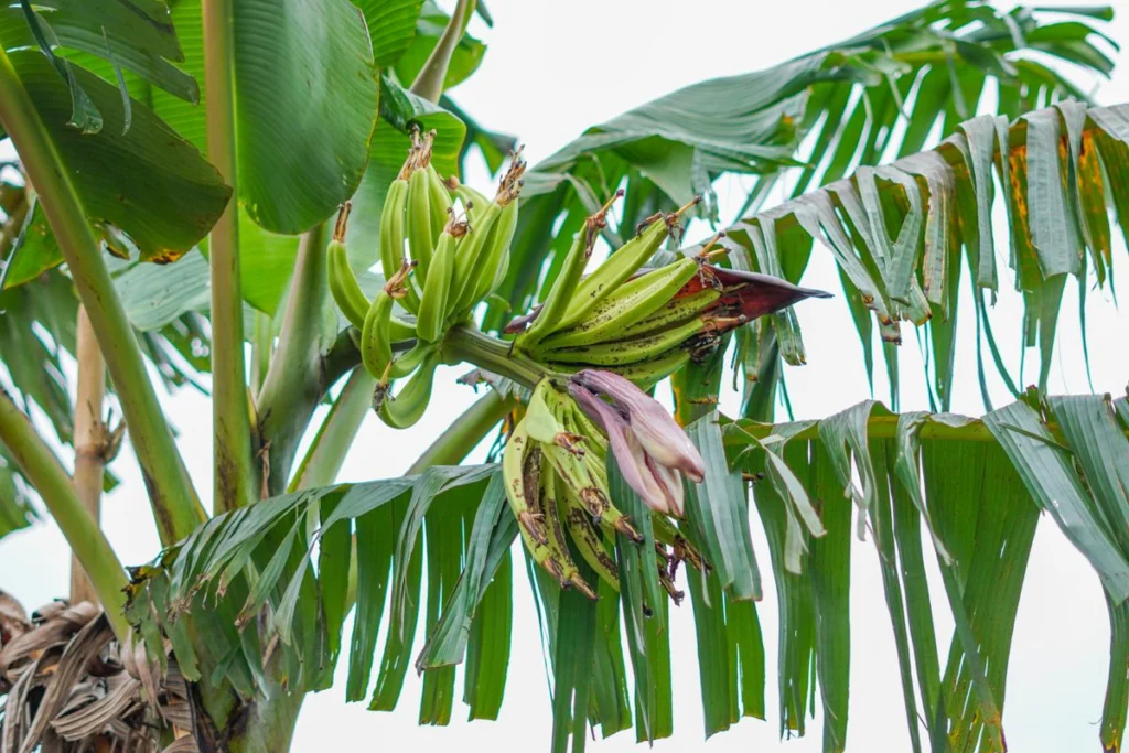 Banane plantain ou banane : différences, nutrition et comment les distinguer