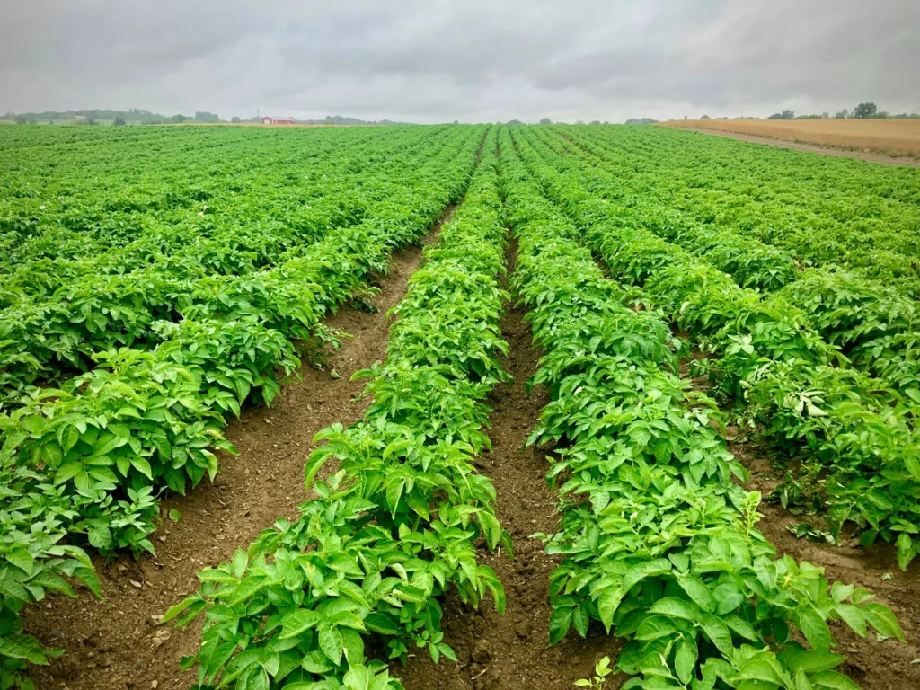 Potato planting in 2026: a complete crop production guide