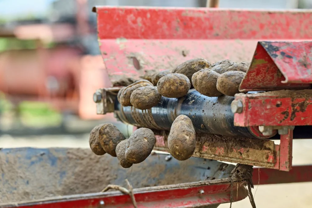 Potato planting in 2026: a complete crop production guide
