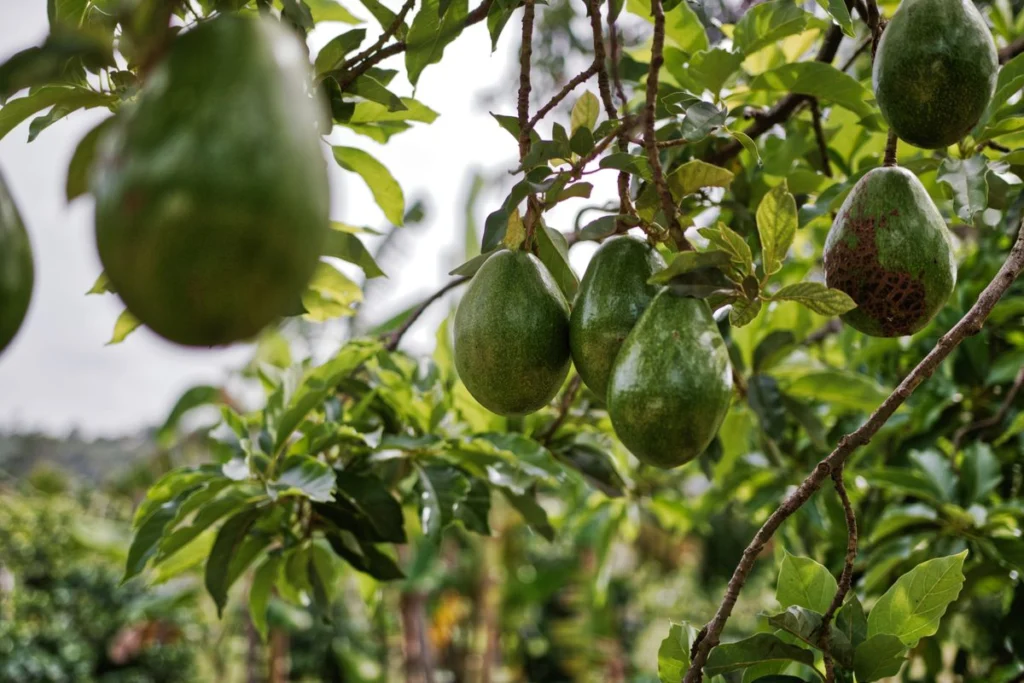 How to Grow an Avocado from Seed: From Pit to Fruiting Tree (2026 Guide)