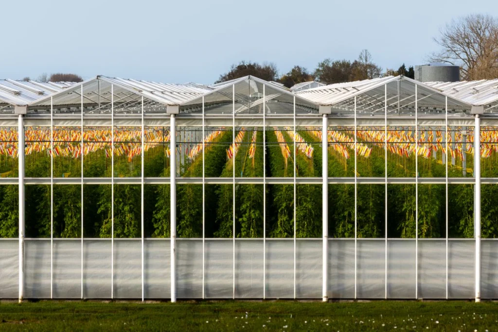 Tomato Late Blight in Tropical Climates: Identify, Prevent, Treat