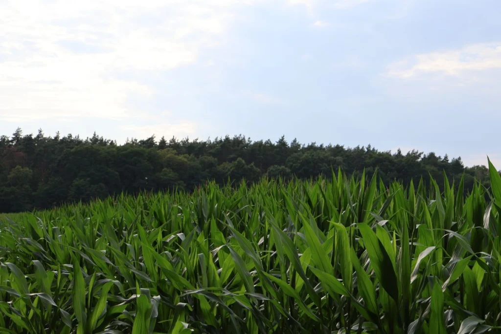 Fall armyworm (Spodoptera frugiperda): an integrated pest management plan for maize