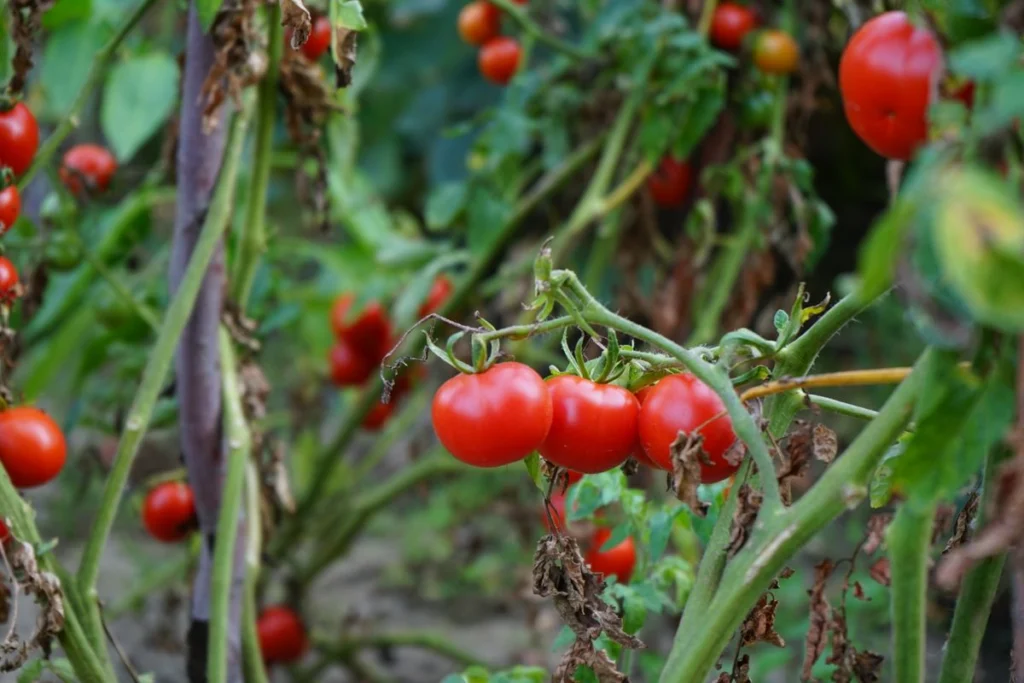 Tomato Late Blight in Tropical Climates: Identify, Prevent, Treat