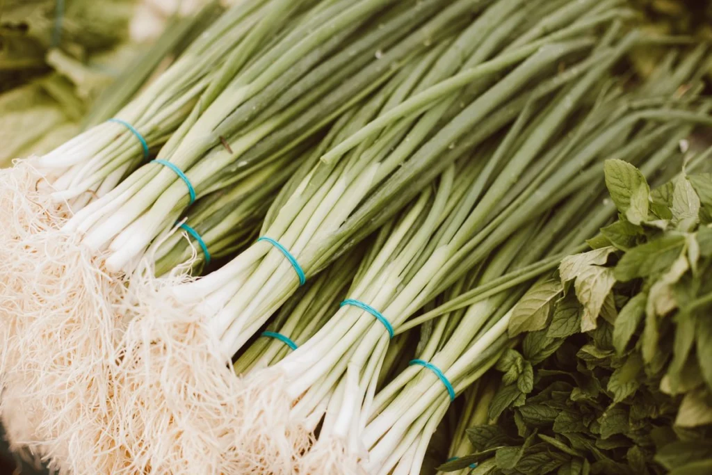 Comment cultiver des oignons verts : guide complet 2026