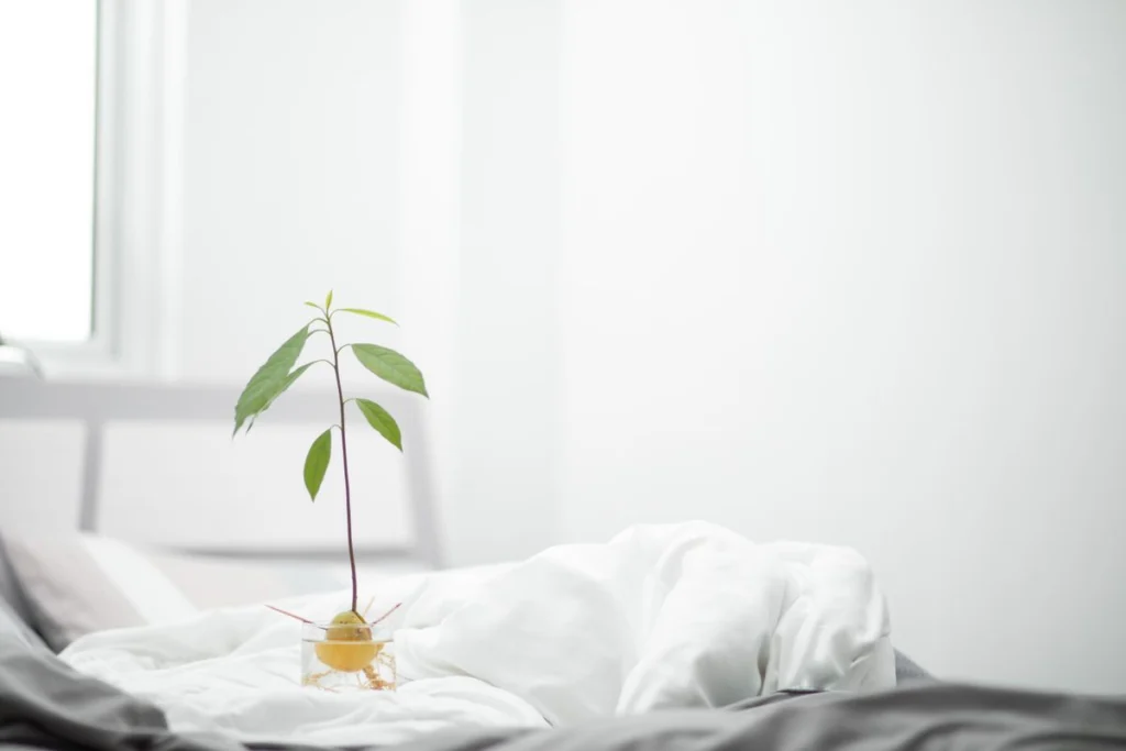 How to Grow an Avocado from Seed: From Pit to Fruiting Tree (2026 Guide)