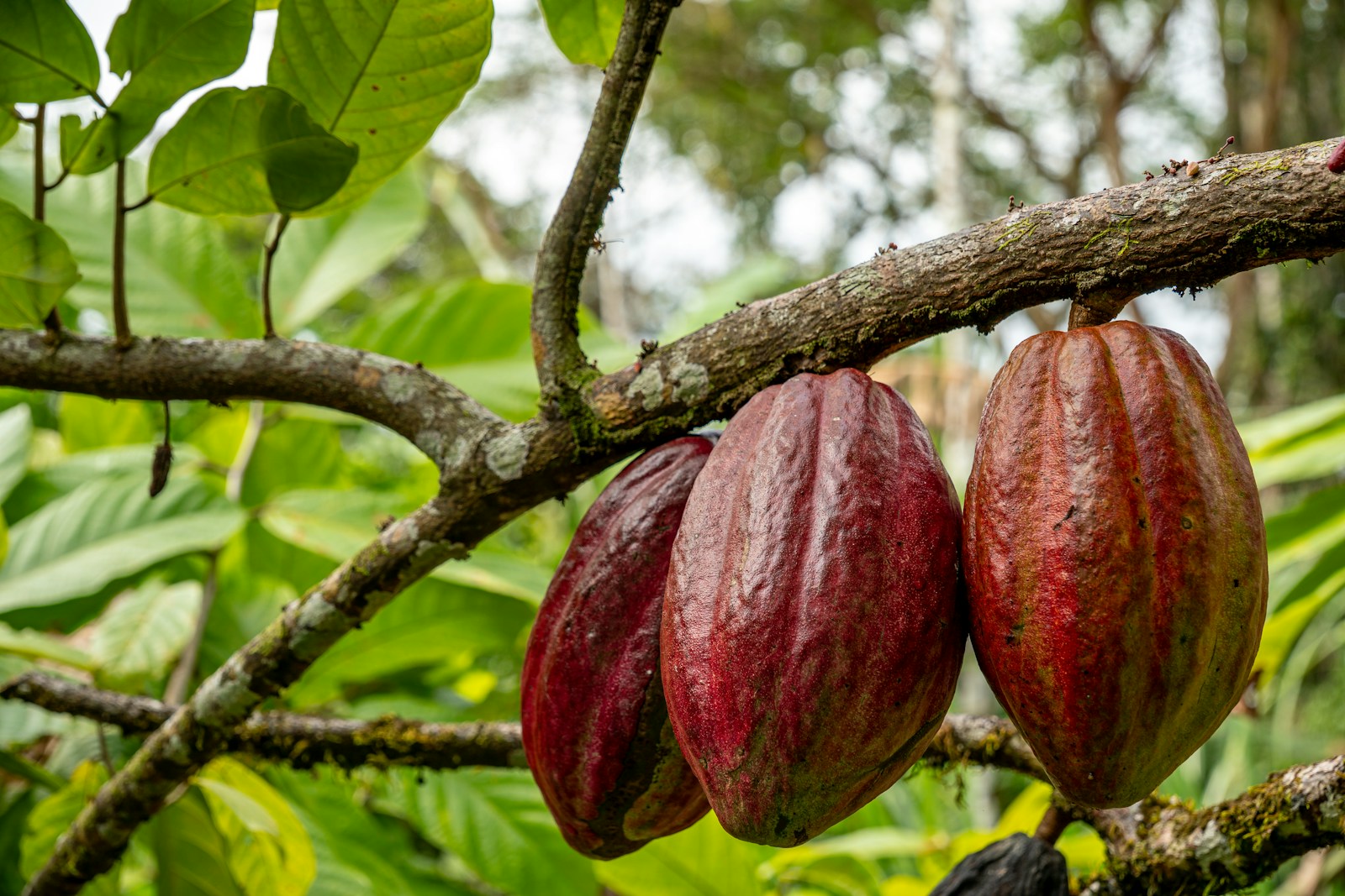 Cacaoyer avec cabosses vertes et jaunes accrochées au tronc — culture du cacao au Cameroun