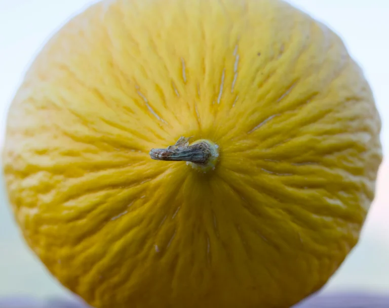 Melon Farming Guide: Technical Sheet