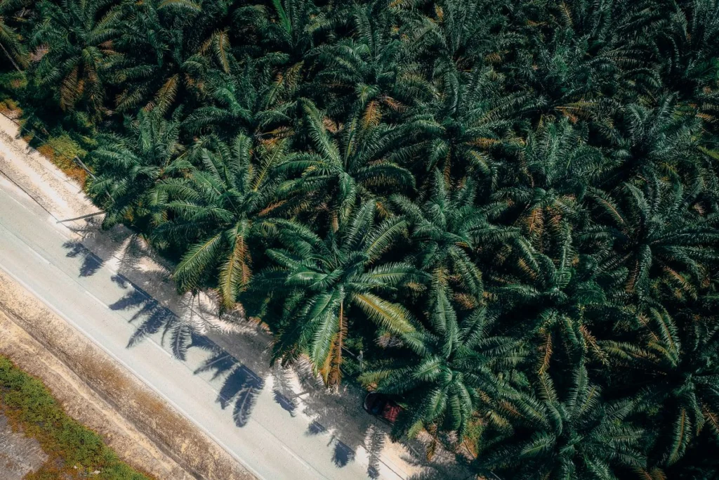 Vue aérienne d'une plantation de palmiers à huile plantés en lignes