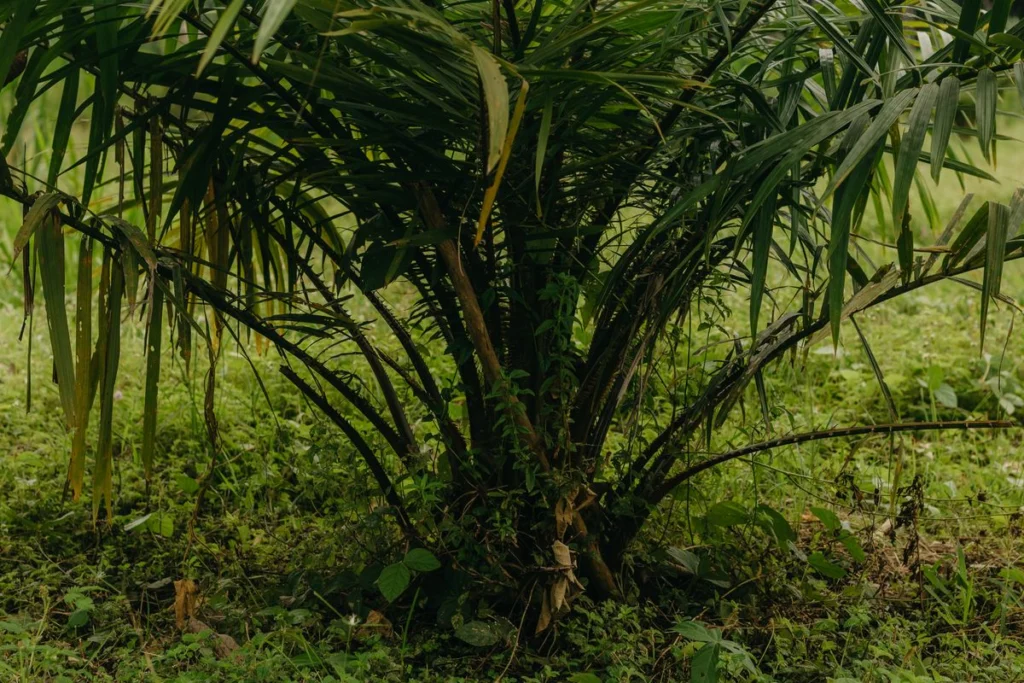 Palmier à huile adulte dans une plantation, avec ses palmes et son stipe