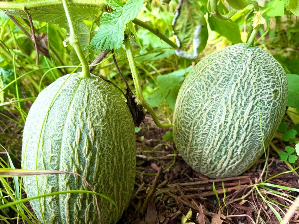 Melons cantaloups à l'écorce brodée mûrissant au sol parmi le feuillage