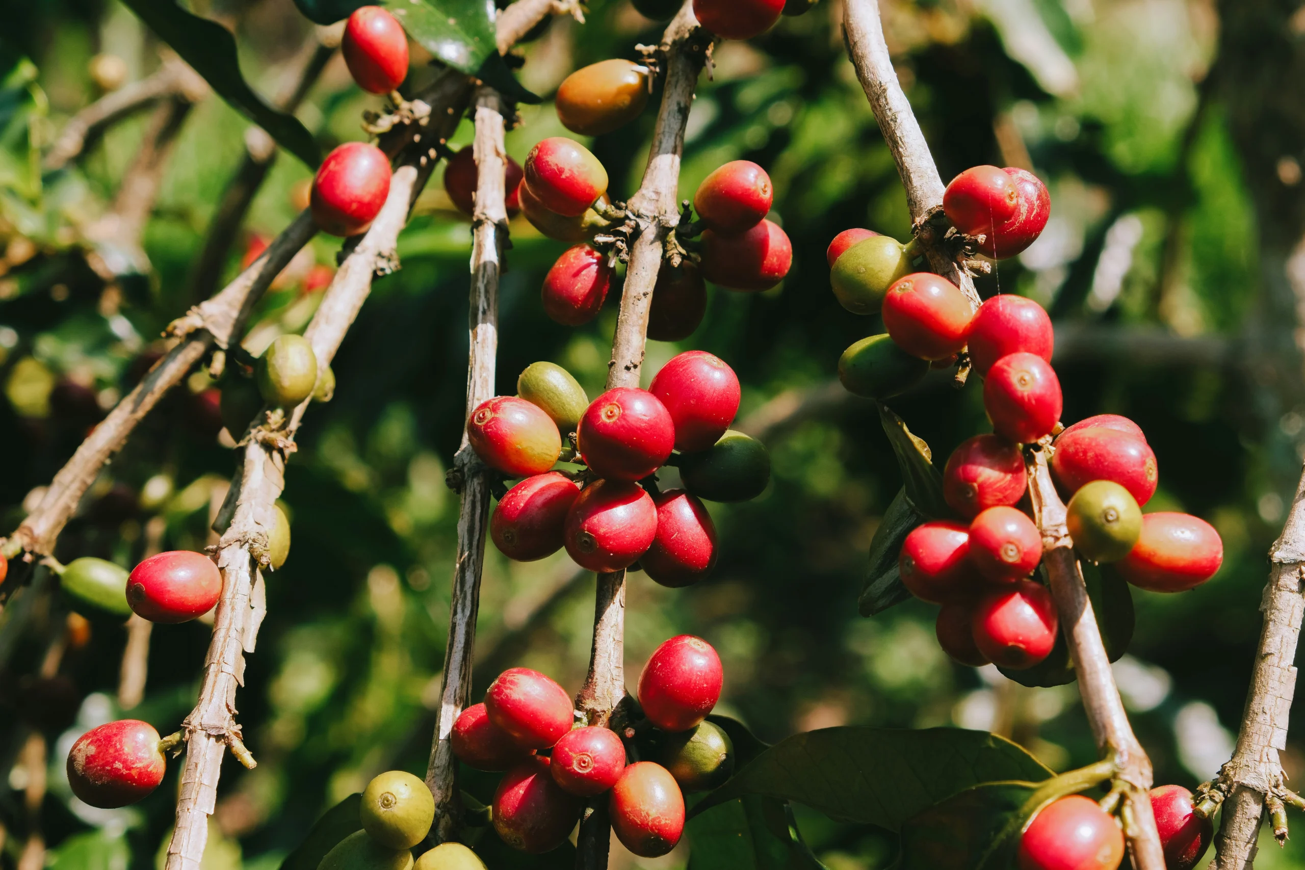 Culture du café au Cameroun : robusta, arabica, rendement et prix