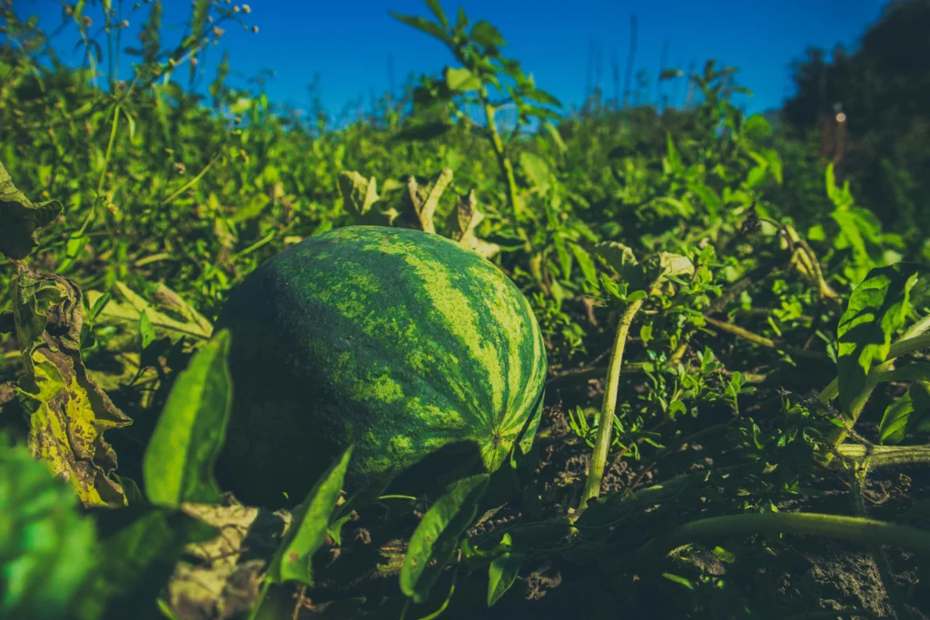 Watermelon Farming Guide: Technical Sheet