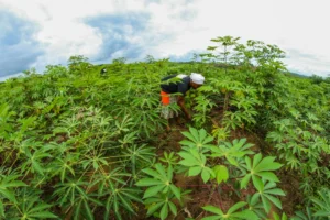 Combien de boutures de manioc par hectare ? Densités et sélection