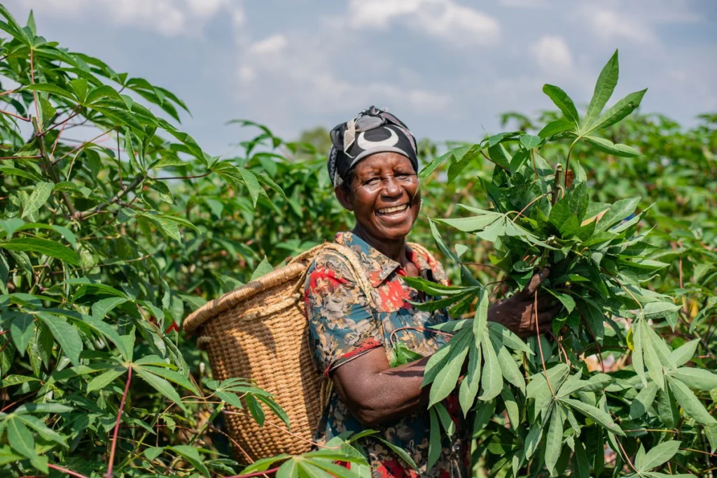 Productrice souriante au milieu de son champ de manioc