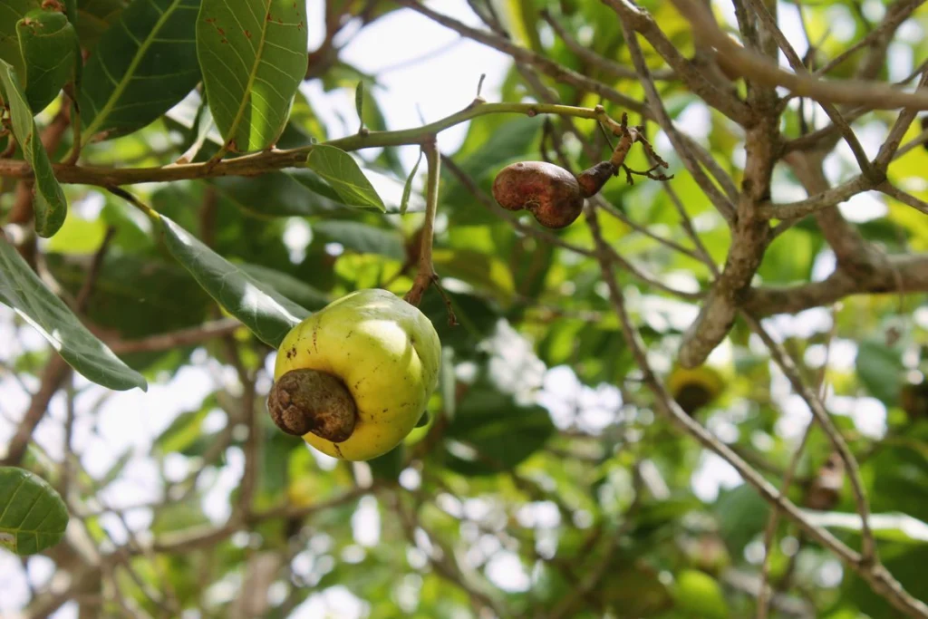Pomme de cajou et noix en formation sur une branche d'anacardier